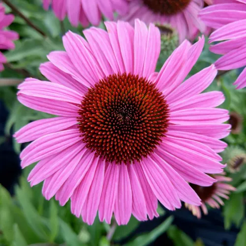 Purpur-Sonnenhut  PEARL DARK PINK