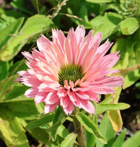 Echinacea sunseekers SALMON