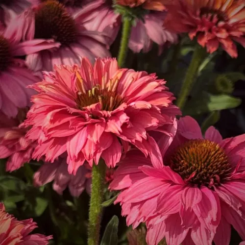 Echinacea sunseekers GRAPEFRUIT 