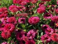 Jeżówka sunseekers SWEET FUCHSIA