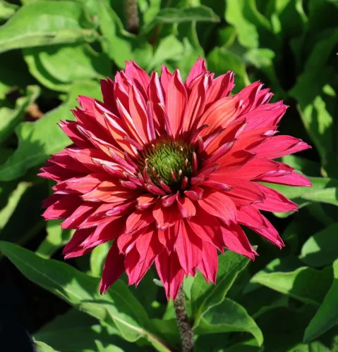 Echinacea sunseekers SWEET FUCHSIA