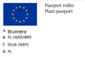 Brunnera