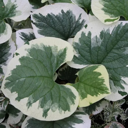 Brunnera VARIEGATA