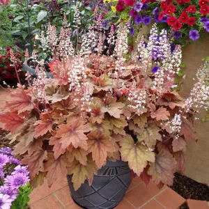 Heuchera WORLD CAFFE ARABICA
