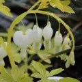 Serduszka WHITE GOLD
