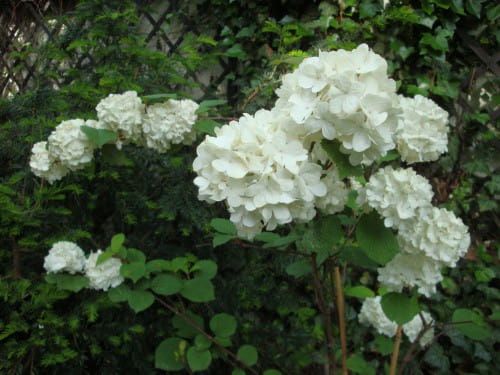 Japanischer Schneeball GRANDIFLORUM