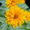 Słoneczniczek DOUBLE SUNSTRUCK