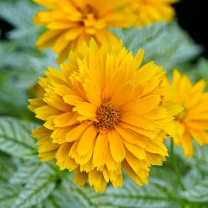 Stauden-Sonnenblume DOUBLE SUNSTRUCK