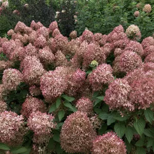 Rispenhortensie PIXIO 