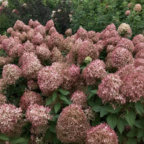 Rispenhortensie PIXIO 