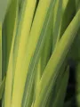 Irys VARIEGATA
