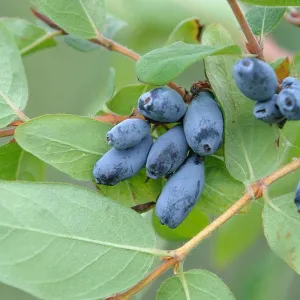 Kamtschatka Beere WOŁOSZEBNICA (1)