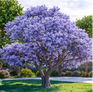 Blauglockenbaum