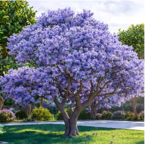 Blauglockenbaum