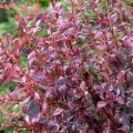Berberys THUNBERGA INSPIRATION