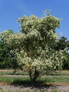 Etagen-Hartriegel 'Variegata'