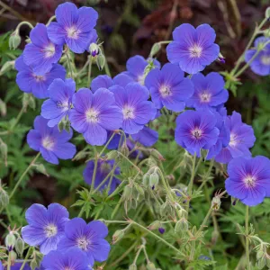 Storchschnabel 'Orion'
