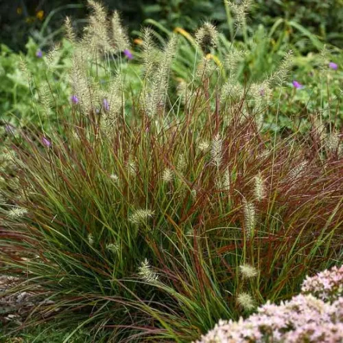 Japanisches Lampenputzergras 'Burgundy Bunny'
