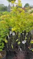 Klon Shirasawy AUREUM