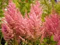 Tawułka VISION IN PINK