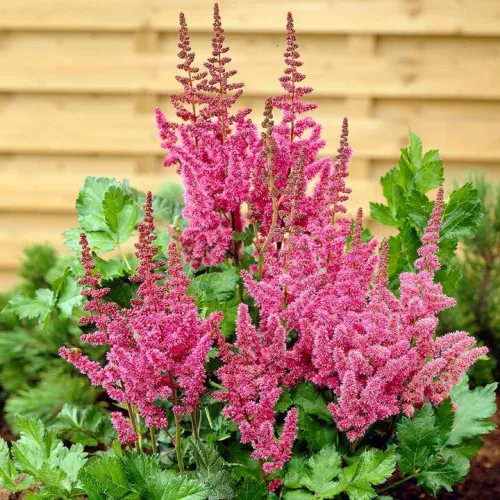 Astilbe VISION IN PINK