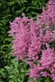 Tawułka VISION IN PINK