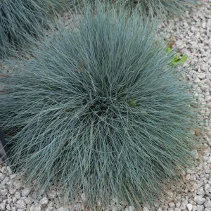 Blauschwingel BLAUGLUT