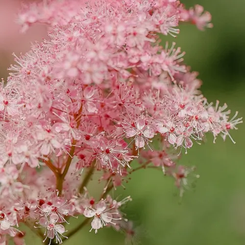 Filipendula KAHOME