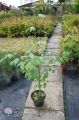 Miłorząb japoński GINKGO BILOBA