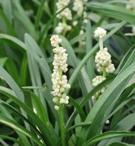 Liriope muscari MONROE WHITE