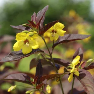 Fetthenne FIRECRACKER   (1)