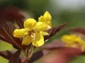 Rozchodnik FIRECRACKER
