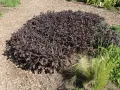 Rozchodnik FIRECRACKER