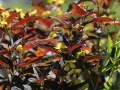Rozchodnik FIRECRACKER