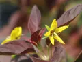 Rozchodnik FIRECRACKER