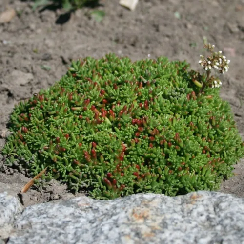 Fetthenne CORAL CARPET