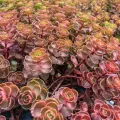 Rozchodnik DRAGONS BLOOD