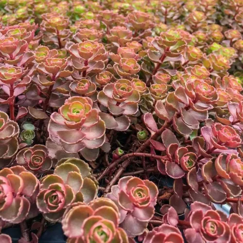 Fetthenne DRAGONS BLOOD