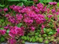 Rozchodnik DRAGONS BLOOD