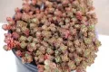 Rozchodnik DRAGONS BLOOD