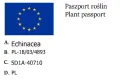 Jeżówka JS ROHO