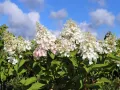 Hortensja bukietowa CANDLELIGHT