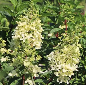 Rispenhortensie CANDLELIGHT