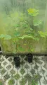 tulipanowiec amerykański.jpg