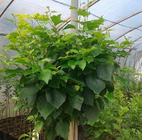 Magische Kugel-Birke 30cm