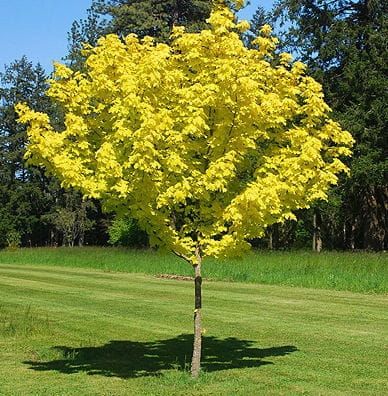 Silberahorn PRINCETON GOLD - 160-170 cm
