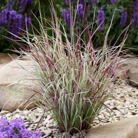 Bartgras 'Chameleon'