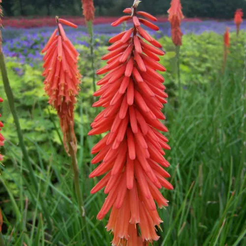 Fackellilie 'Rocket's Red'