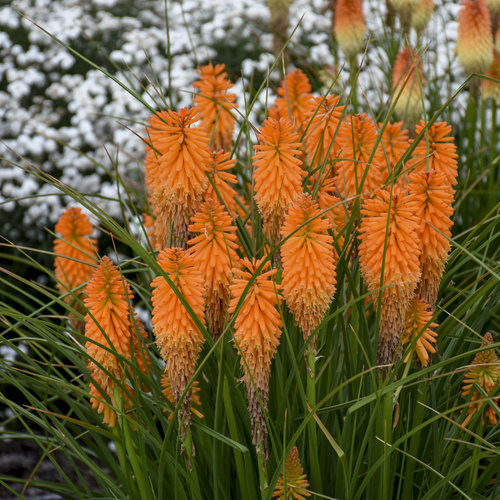 Fackellilie 'Orange Blaze'