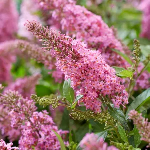 Sommerflieder Butterfly Candy 'Little Bubblegum'